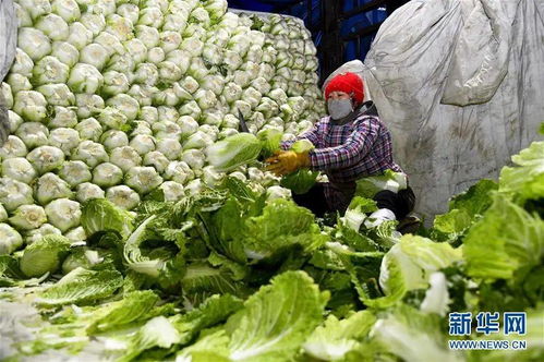 中国不缺粮,缺菜 种子